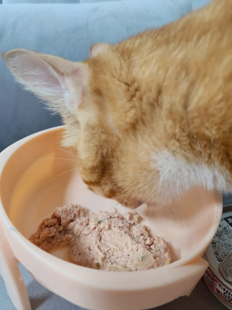 女人知己試用大隊,口碑行銷,部落客行銷,PURRFACT 波菲特貓用主食罐,主食罐,PURRFACT波菲特,貓主食罐,貓罐,PURRFACT波菲特貓用主食罐,魚肉蔓越莓主食罐,鮮嫩雞主食罐,鹿肉雞肉主食罐,牛肉鵪鶉貓主食罐,干貝蠶蛹配方,鱷魚肉白木耳配方,雞肉魚肉配方,安心鶉配方,評價,體驗,適口性佳,心得,成貓適用,高齡貓適用,質地是慕絲狀